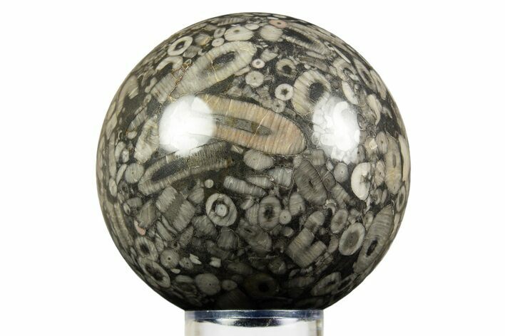 Fossil Crinoid Stems In Marble Sphere #308991